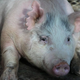 Human-pig embryos have been implanted into this sow, where they will be allowed to develop for 28 days (Image: BBC Panorama)